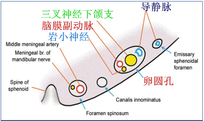 三叉神经卵圆孔内容物